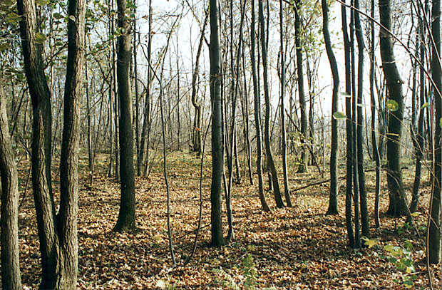 Las grabowo-lipowy na jednym z "grdw"