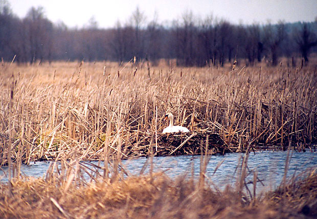 Łabędź na gnieździe - środkowa Nida