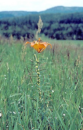 Lilia bulwkowata na pastwiskach w okolicy Pasterki