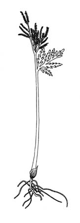 Podejrzon lancetowaty