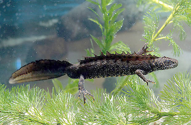 Traszka grzebieniasta