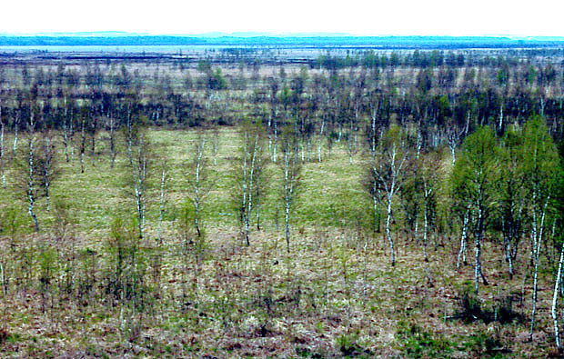 Brzeziny bagienne i turzycowiska