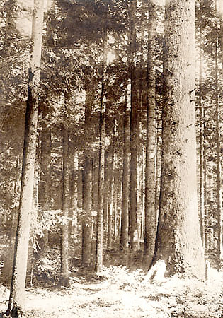 Puszcza Jodowa - fot. z lat 20. XX w.