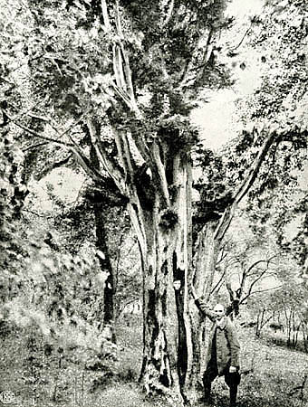 Cisy Raciborskiego ok. 1925 r.