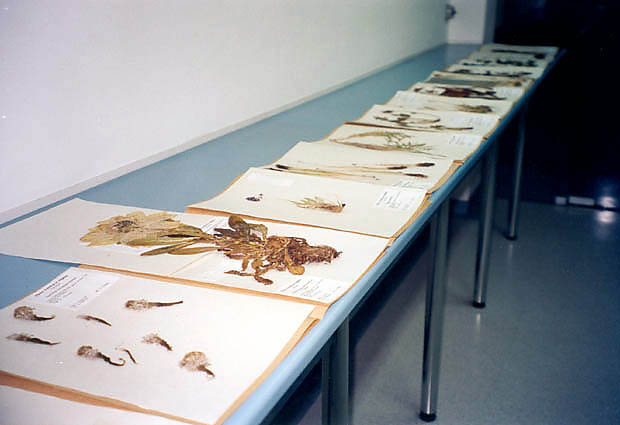 Okazjonalna ekspozycja zielnikowa