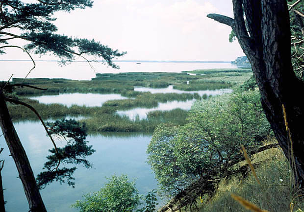 Rezerwat cisy im. prof. A. Wodziczki