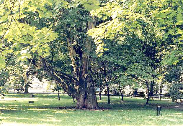 Okazay platan - pomnik przyrody