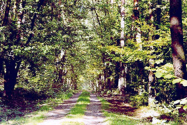 Radowsko Wierzchosawicki OChK