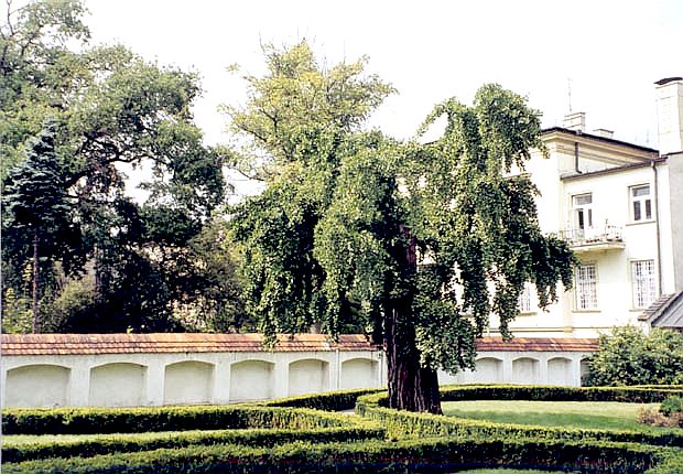 Najstarszy w Krakowie miorzb dwuklapowy przy ul. Batorego 12.