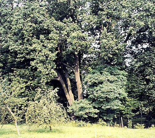 Pomnikowy db w parku dworskim (Piaski Wielkie w Krakowie)