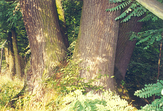 Dolna cz pni pomnikowego dbu