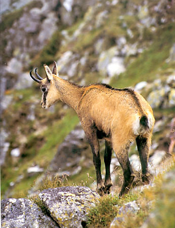 Tatrzaski Park Narodowy - kozica