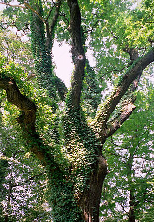 Bluszcz porasta tu wiele drzew