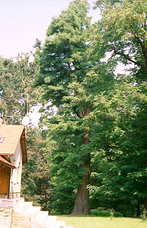 Cyprynik botny (pomnik przyrody) w parku dworskim w ledziejowicach