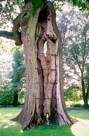 Zabytkowy db poddano skomplikowanym zabiegom ratowniczym