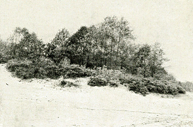 Stanowisko azalii pontyjskiej w Woli arczyckie