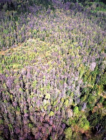 Ols w rezerwacie "Bahno w Borkach"