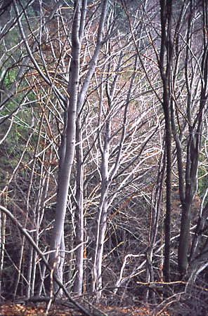 Buczyna wczesn wiosn