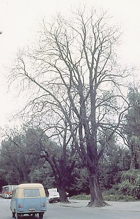 Drzewa padaj ofiar zanieczyszcze