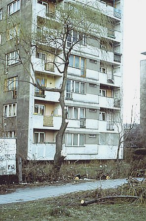 Podkrzesywanie koron