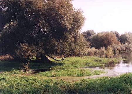 Zesp Przyrodniczo-Krajobrazowy ''Porzecze''