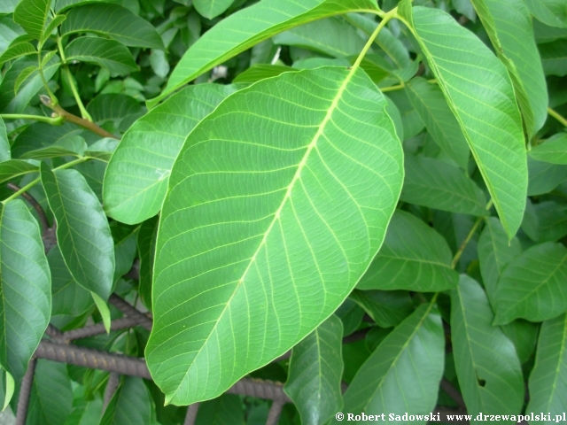 Orzech woski listek szczytowy