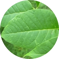 Korkowiec japoski listek