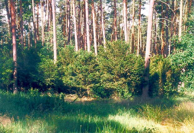 Rezerwat "Cisy Rokickie"