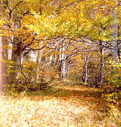 Buczyna ciepłolubna na przeł. Szopka