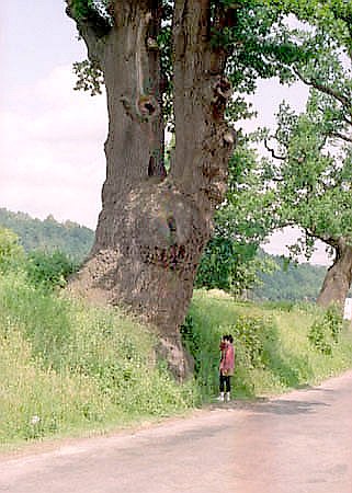 OChK - pomnikowy db o obwodzie ponad 660 cm k. twierdzy w Ronowie