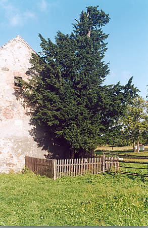 Cis w Henrykowie Lubaskim