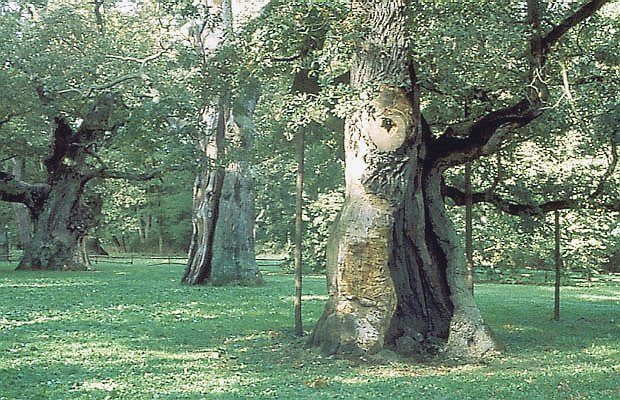 Dby Rogaliskie "Lech", "Czech" i "Rus" - pomniki przyrody