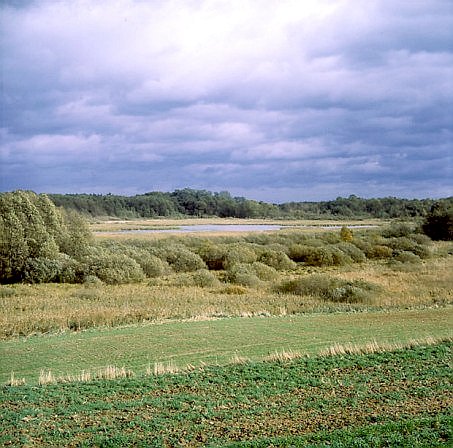 Wielkopolski PN - obszar ochrony cisej "Trzcieliskie Bagno"