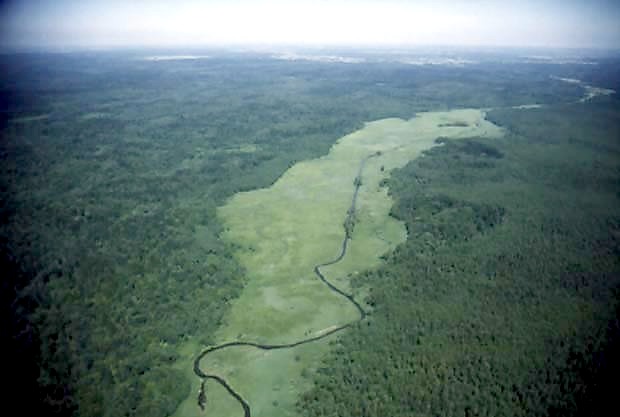 Puszcza Biaowieska z fragm. polany