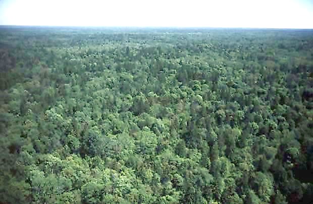 Rezerwat cisy Biaowieskiego PN