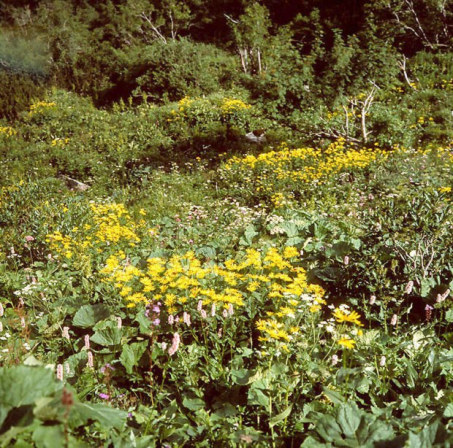 Zbiorowiska ciepolubne przy Akademickiej Perci