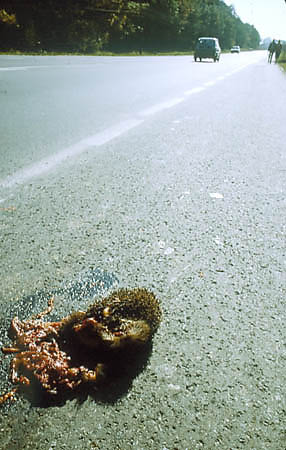 Droga przy granicy Parku - ten je nie musia zgin, gdy znaki drogowe wyranie informuj o przemieszczaniu si zwierzt