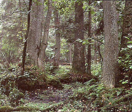 Ols - ze starymi drzewami