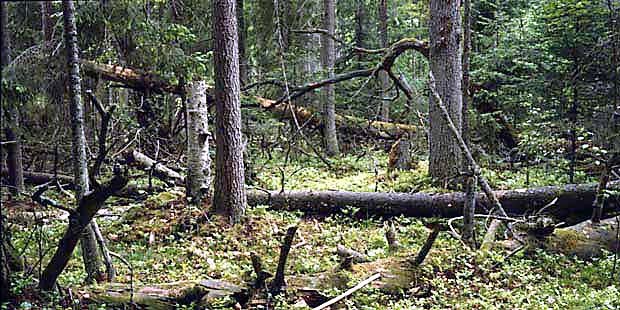 Krajobraz lasu puszczaskiego