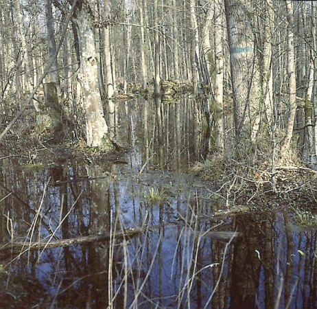 Ols - zalany wod na wiosn