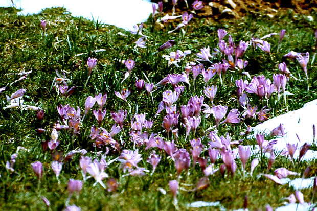 Krokusy na tatrzaskiej hali