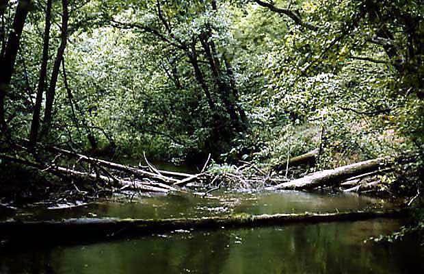 Rezerwat "Jar rzeki Raduni"