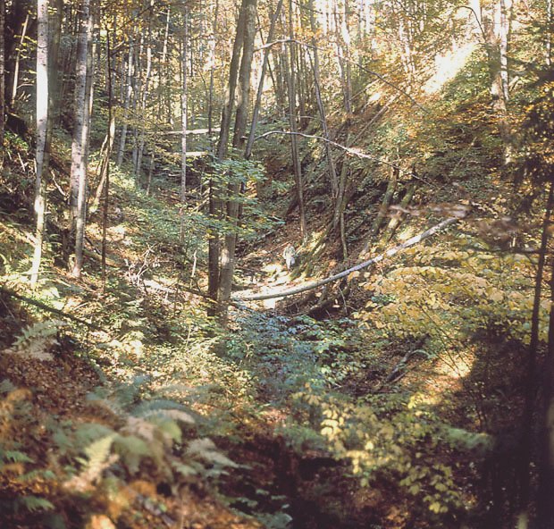 Grna cz dol. Pieniskiego Potoku