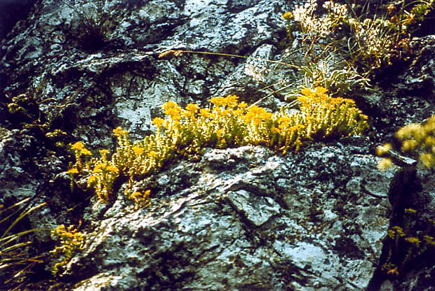 Zbiorowisko naskalne z kwitncym rozchodnikiem ostrym