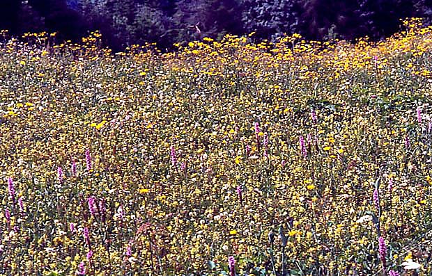 Umiarkowanie sucha ka pieniska
