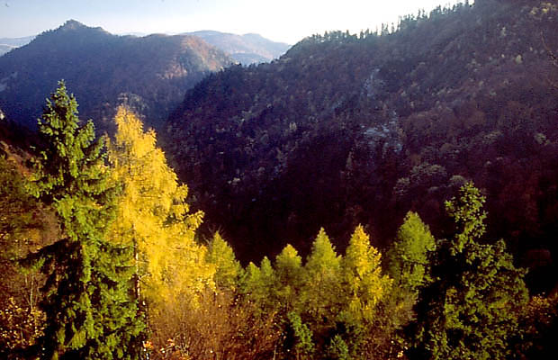 Jesie pieniska - "ponce" modrzewie