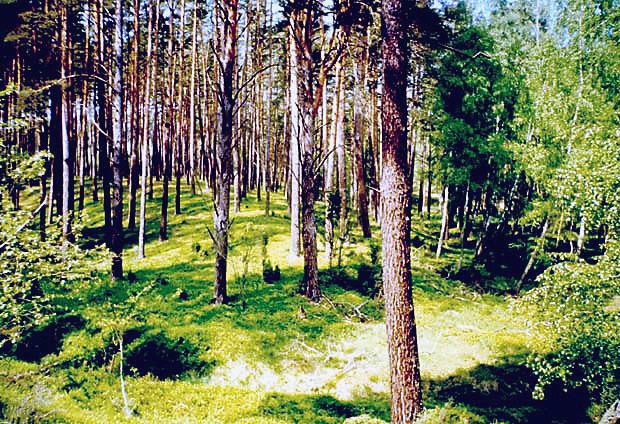 Bory Tucholskie - br na sandrze