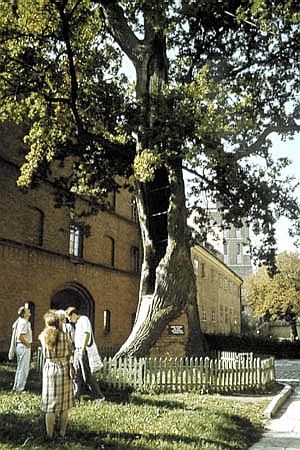 Pomnikowy db we Fromborku naley do najwikszych w Polsce