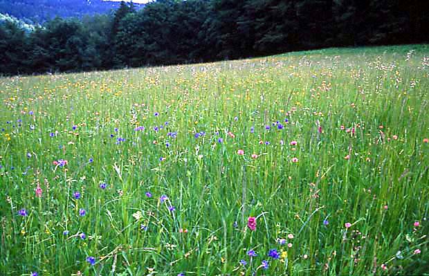 Sudecka ka storczykowa z kwitnc zerw kulist