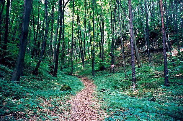 Stanowisko lilii zotogw na Garbie Tenczyskim 